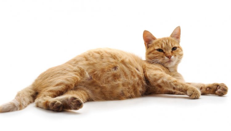 Мастопатия у кошек: диагностика, симптомы и лечение